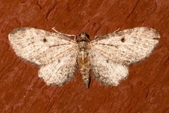 Eupithecia bryanti1 by CBG Photography Group, Centre for Biodiversity Genomics. Used under a CC0 license.