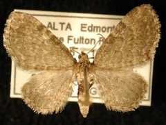 Eupithecia cimicifugata by Unspecified, University of British Columbia. Used under a CC BY 3.0 license.