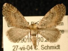Eupithecia coloradensis by Jeremy deWaard, University of British Columbia. Used under a CC BY 3.0 license.