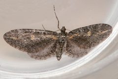 Eupithecia gilvipennata 01 by CBG Photography Group, Centre for Biodiversity Genomics. Used under a CC0 license.