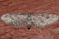 Eupithecia gilvipennata 02 by CBG Photography Group, Centre for Biodiversity Genomics. Used under a CC0 license.