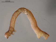 Eupithecia gilvipennata larva by CBG Photography Group, Centre for Biodiversity Genomics. Used under a CC0 license.