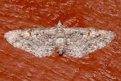 Eupithecia graefii 01 by CBG Photography Group, Centre for Biodiversity Genomics. Used under a CC0 license.
