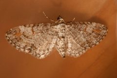 Eupithecia graefii 02 by CBG Photography Group, Centre for Biodiversity Genomics. Used under a CC0 license.