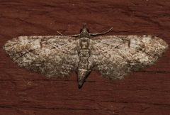 Eupithecia graefii 03 by CBG Photography Group, Centre for Biodiversity Genomics. Used under a CC0 license.