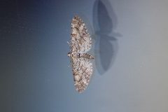 Eupithecia graefii at BMSC by Qwexcxewq. Used under a CC BY 4.0 license.