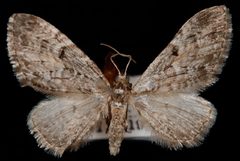 Eupithecia harrisonata by Jeremy deWaard, University of British Columbia. Used under a CC BY 3.0 license.