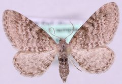 Eupithecia intricata BOLD by Marko Mutanen, University of Oulu. Used under a Public domain license.