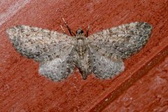 Eupithecia lachrymosa 01 by CBG Photography Group, Centre for Biodiversity Genomics. Used under a CC0 license.
