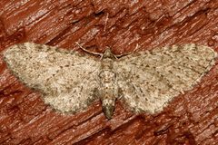 Eupithecia lachrymosa 02 by CBG Photography Group, Centre for Biodiversity Genomics. Used under a CC0 license.