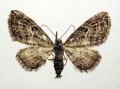Eupithecia lariciata by M. Virtala. Used under a Copyrighted free use license.