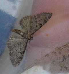 Eupithecia lariciata01 by 



This image is created by user Han Derks at Waarneming.nl, a source of nature observations in the Netherlands.
. Used under a CC BY 3.0 license.