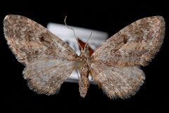 Eupithecia lariciata1 by Jeremy deWaard, University of British Columbia. Used under a CC BY 3.0 license.