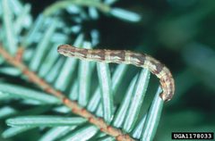 Eupithecia lariciata larva by Connecticut Agricultural Experiment Station Archive, Connecticut Agricultural Experiment Station, Bugwood.org. Used under a CC BY 3.0 us license.