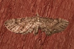 Eupithecia longipalpata 01 by Libby Avis, Centre for Biodiversity Genomics. Used under a CC0 license.
