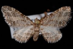 Eupithecia maestosa1 by Jeremy deWaard, University of British Columbia. Used under a CC BY 3.0 license.