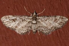 Eupithecia maestosa2 by CBG Photography Group, Centre for Biodiversity Genomics. Used under a CC0 license.