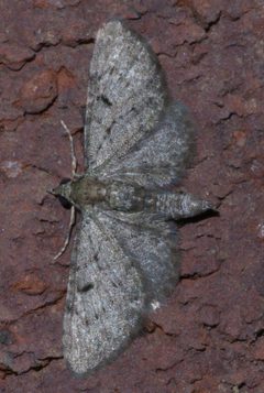Eupithecia miserulata P1190471a by
xpda. Used under a CC BY-SA 4.0 license.