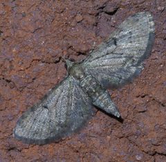 Eupithecia miserulata P1400504a by
xpda. Used under a CC BY-SA 4.0 license.
