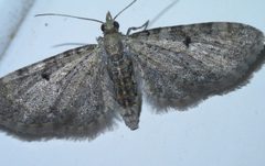 Eupithecia miserulata P1400953a by 
xpda. Used under a CC BY-SA 4.0 license.