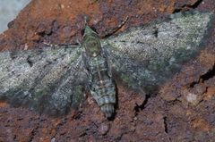 Eupithecia miserulata P1420585a by 
xpda. Used under a CC BY-SA 4.0 license.