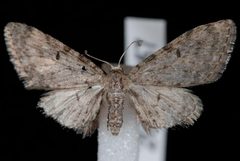 Eupithecia misturata1 by Jeremy deWaard, University of British Columbia. Used under a CC BY 3.0 license.