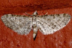 Eupithecia misturata 01 by CBG Photography Group, Centre for Biodiversity Genomics. Used under a CC0 license.