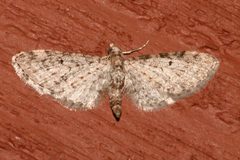 Eupithecia misturata 02 by CBG Photography Group, Centre for Biodiversity Genomics. Used under a CC0 license.