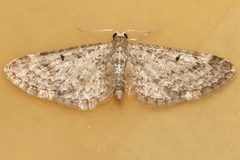 Eupithecia misturata 03 by CBG Photography Group, Centre for Biodiversity Genomics. Used under a CC0 license.