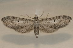 Eupithecia misturata 04 by CBG Photography Group, Centre for Biodiversity Genomics. Used under a CC0 license.