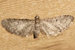 Eupithecia misturata 05 by CBG Photography Group, Centre for Biodiversity Genomics. Used under a CC0 license.