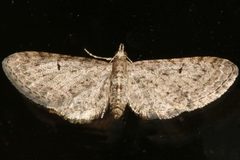 Eupithecia misturata 06 by CBG Photography Group, Centre for Biodiversity Genomics. Used under a CC0 license.