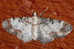 Eupithecia mutata 01 by CBG Photography Group, Centre for Biodiversity Genomics. Used under a CC0 license.