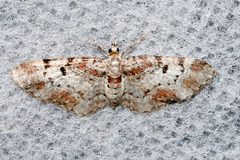 Eupithecia mutata 02 by CBG Photography Group, Centre for Biodiversity Genomics. Used under a CC0 license.