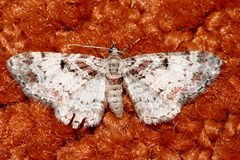 Eupithecia mutata 03 by CBG Photography Group, Centre for Biodiversity Genomics. Used under a CC0 license.