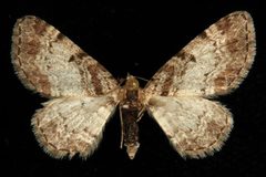 Eupithecia mutata 04 by CBG Photography Group, Centre for Biodiversity Genomics. Used under a CC0 license.