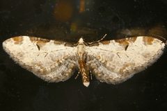 Eupithecia nevadata by CBG Photography Group, Centre for Biodiversity Genomics. Used under a CC0 license.