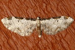 Eupithecia nevadata 01 by CBG Photography Group, Centre for Biodiversity Genomics. Used under a CC0 license.