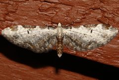 Eupithecia nevadata 02 by CBG Photography Group, Centre for Biodiversity Genomics. Used under a CC0 license.