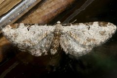 Eupithecia nevadata 03 by CBG Photography Group, Centre for Biodiversity Genomics. Used under a CC0 license.