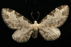 Eupithecia nevadata 04 by CBG Photography Group, Centre for Biodiversity Genomics. Used under a CC0 license.
