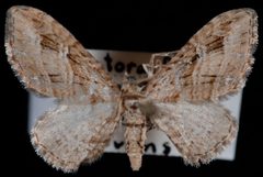 Eupithecia niphadophilata by Jeremy deWaard, University of British Columbia. Used under a CC BY 3.0 license.