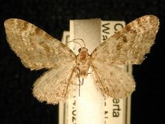 Eupithecia niveifascia by Jeremy deWaard, University of British Columbia. Used under a CC BY 3.0 license.