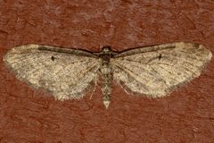 Eupithecia olivacea 01 by CBG Photography Group, Centre for Biodiversity Genomics. Used under a CC0 license.