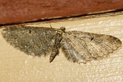 Eupithecia olivacea 02 by CBG Photography Group, Centre for Biodiversity Genomics. Used under a CC0 license.