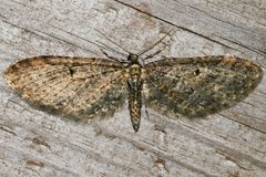 Eupithecia olivacea 03 by CBG Photography Group, Centre for Biodiversity Genomics. Used under a CC0 license.