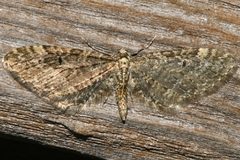 Eupithecia olivacea 04 by CBG Photography Group, Centre for Biodiversity Genomics. Used under a CC0 license.