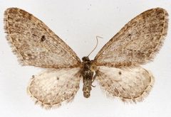 Eupithecia olivacea 05 by CBG Photography Group, Centre for Biodiversity Genomics. Used under a CC0 license.