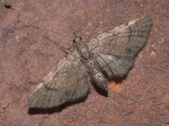 Eupithecia peckorum P1180750a by 
xpda. Used under a CC BY-SA 4.0 license.