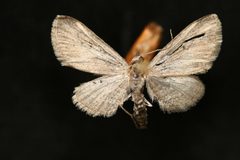 Eupithecia placidata by Jeremy deWaard, University of British Columbia. Used under a CC BY 3.0 license.